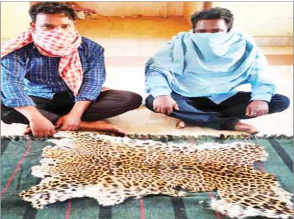 ଏସ୍‌ଟିଏଫ୍‌ ଚଢ଼ଉ: ବାଘଛାଲ ଜବତ, ୨ ଗିରଫ