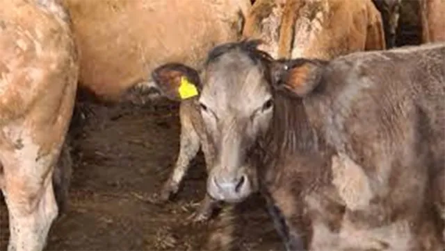 ଆଳିରେ ମଇଁଷି ମଡକ: ଅଜଣା ରୋଗରେ ମଲେଣି ୨୦ ମଇଁଷି, ଦୁଗ୍ଧ ଚାଷୀ ହତାଶ