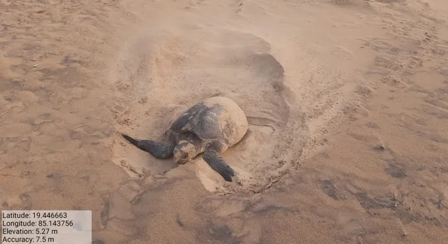 ମାର୍ଚ୍ଚ ସରିଲା, ଋଷିକୁଲ୍ୟା ବେଳାଭୂମିରେ ହେଲାନି ଅଲିଭ ରିଡ଼୍‌ଲେଙ୍କ ଗଣ ଅଣ୍ଡାଦାନ 