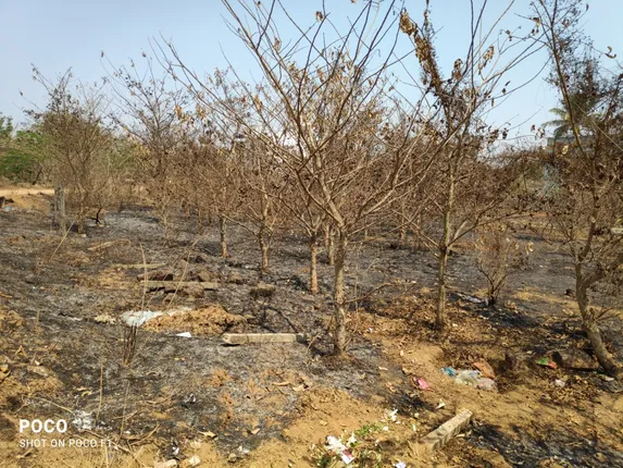 ସହରାଂଚଳ ବନୀକରଣ ପ୍ରକଳ୍ପ ପ୍ରହସନ:ଜିଲ୍ଲା ବନାଧିକାରୀଙ୍କ କାର୍ଯ୍ୟାଳୟ ପରିସର ଜଙ୍ଗଲରେ ନିଆଁ ଲଗାଇ ଜବରଦଖଲ