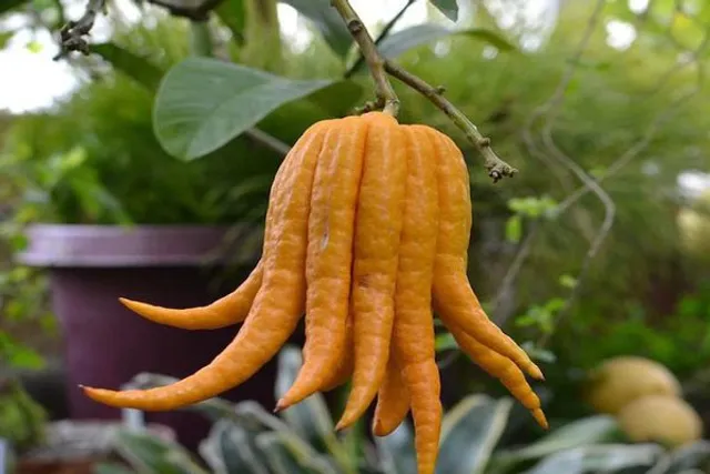 ଫଳର ନାମ ‘ବୁଦ୍ଧଙ୍କ ହାତ’!