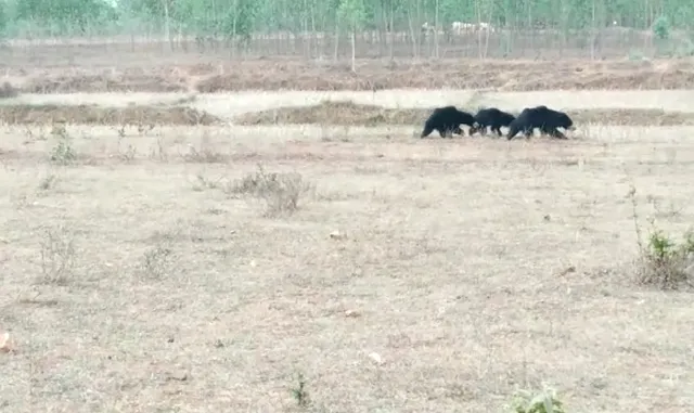 ନବରଙ୍ଗପୁର ସହର ଉପକଣ୍ଠରେ ୪ଟି ଭାଲୁ, ଭିଡିଓ ଭାଇରାଲ 