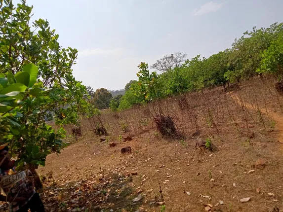 ଜଙ୍ଗଲ ବିଭାଗରେ ଦୁର୍ନୀତି ମାଡ଼ିଗଲାଣି, କାଗଜପତ୍ରରେ ବନୀକରଣ ହେଉଥିବା ଅଭିଯୋଗ