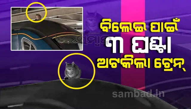 ଟ୍ରେନ ଛାତରେ ବିଲେଇ ବସିଥିବା ଦେଖି ଅଟକିଲା ଟ୍ରେନ, ତା’ପରେ...