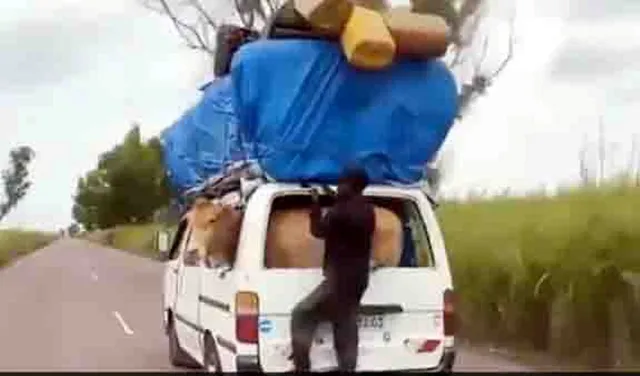 କୌତୁକିଆ ଦୃଶ୍ୟ : ଭ୍ୟାନରେ ବସି ଯାତ୍ରା କରୁଛି ଗାଈ