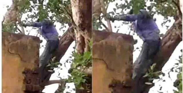 ବାପ ଘରୁ ଆସୁ ନ ଥିଲା ସ୍ତ୍ରୀ, ରାଗରେ ୫୦ଫୁଟ ଗଛ ଉପରକୁ ଚଢ଼ିଗଲା ସ୍ବାମୀ