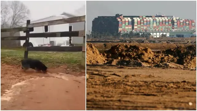 କୁକୁରର କୌତୂକିଆ କାର୍ଯ୍ୟ ଦେଖି କାହିଁକି ତାକୁ ସୁଏଜ୍‌ କେନାଲ୍‌କୁ ପଠାଇବା ଉଚିତ ବୋଲି କହିଲେ ଇଣ୍ଟର୍‌ନେଟ୍‌ ବ୍ୟବହାରକାରୀ ?