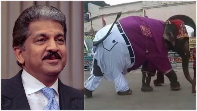 ଟ୍ବିଟର୍‌ରେ ବୁଲୁଛି ହାତୀର ପ୍ୟାଣ୍ଟ୍‌-ସାର୍ଟ ପିନ୍ଧା ଫଟୋ, ଭାଇରାଲ୍‌ କରିଛନ୍ତି ଆନନ୍ଦ ମହିନ୍ଦ୍ରା