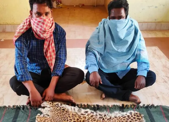 ଏସଟିଏଫ୍‌ ଚଢ଼ଉ; ବାଘଛାଲ ଜବତ, ୨ ଗିରଫ