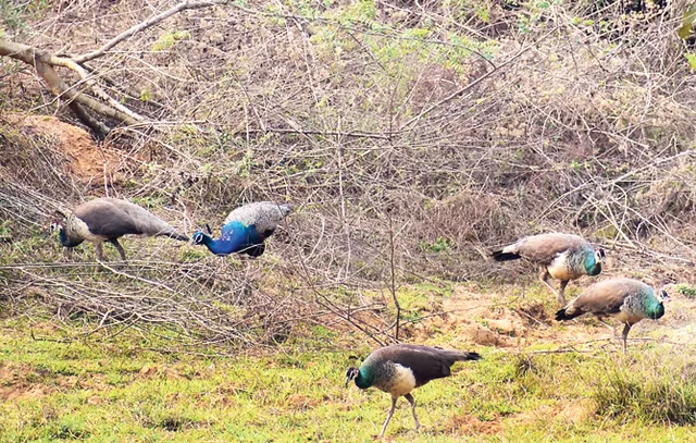 ଚନ୍ଦକା-ଡମପଡ଼ା ଅଭୟାରଣ୍ୟ : ନିଆଁ ଡରାଉଛି, ପାଣି ପାଇଁ ଡହଳବିକଳ