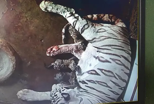 ୩ ଶାବକ ଜନ୍ମ ଦେଲା ବାଘୁଣୀ ବିଜୟା