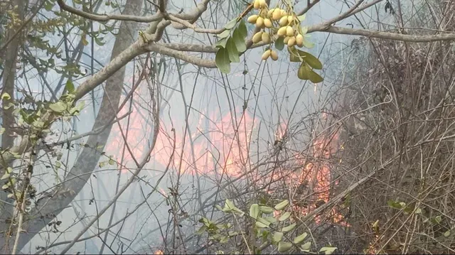 ଆଜି ୨୪୫ଟି ସ୍ଥାନରେ ଜଳୁଛି ଜଙ୍ଗଲ: କଳାହାଣ୍ଡିରେ ଶତାଧିକ ହେକ୍ଟର ପ୍ରଭାବିତ