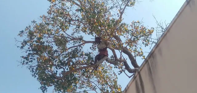 ଆତ୍ମହତ୍ୟା ଧମକ ଦେଇ ଗଛରେ ଚଢ଼ିଲା ମଦ୍ୟପ, ଦୁଇଘଣ୍ଟା ନାକେଦମ ହେଲେ ଦମକଳ ବାହିନୀ ଓ ପୁଲିସ