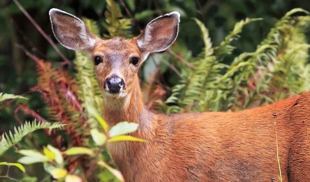 ବିଦ୍ୟାଳୟ କାନ୍ଥରେ ପିଟି ହୋଇ ହରିଣ ମୃତ