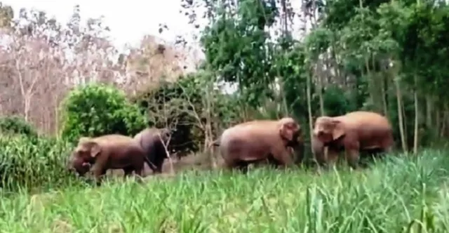 ବଂଶଧାରା ତଟରେ ହାତୀ ଉପଦ୍ରବ, କାଶୀନଗରରେ ଆତଙ୍କ