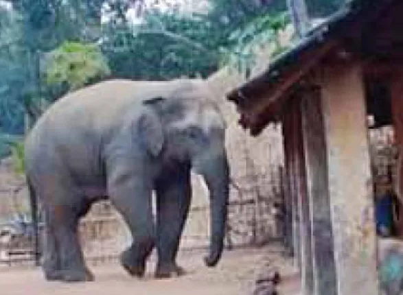 ବରଗଡ଼ ଜିଲ୍ଲା ଗାଇସିଲେଟରେ ହାତୀ ଆକ୍ରମଣରେ ତିନିଜଣଙ୍କର ମୃତ୍ୟୁ