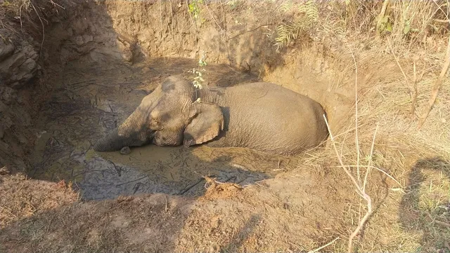 ଉଦ୍ଧାର ହେଲା ଗାତରେ ପଡ଼ିଥିବା ବଣୁଆ ହାତୀ