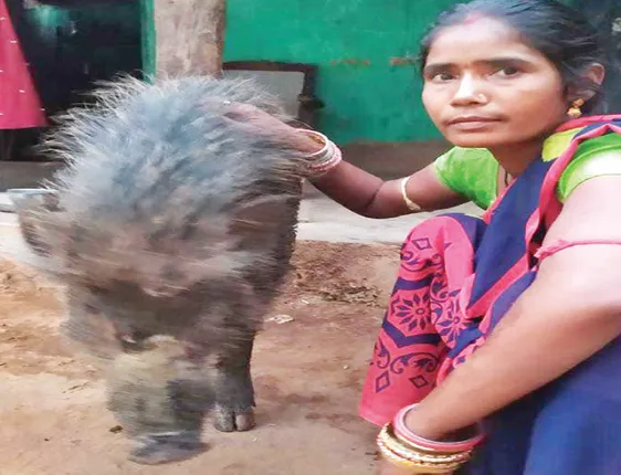 ଢୁର୍‌ ପାଇଁ ଢେର୍‌ ମମତା: ଜଙ୍ଗଲରେ ବାର୍‌ହାକୁ ଖୋଜୁଛନ୍ତି  କୁନ୍ତଳା, ୭ ଦିନ ହେବ ଭାତ ନେଇ ଯାଉଛନ୍ତି