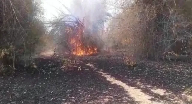 ଗ୍ରାମ୍ୟ ଜଙ୍ଗଲରେ ନିଆଁ ଲାଗି ବହୁ ବାଉଁଶ ଗଛ ପୋଡ଼ିଗଲା