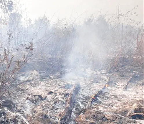 ଗାଁକୁ ଡେଇଁଲା ଜଙ୍ଗଲ ନିଆଁ