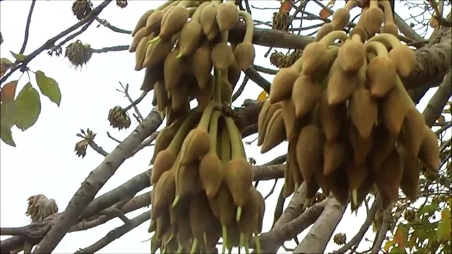 ଦଲାଲଙ୍କ କବ୍‌ଜାରେ ଆଦିବାସୀଙ୍କ ମହୁଲ ଫୁଲ