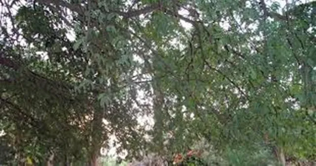 ତେନ୍ତୁଳି ଗଛରୁ ପଡି ବୃଦ୍ଧା ମୃତ୍ୟୁ