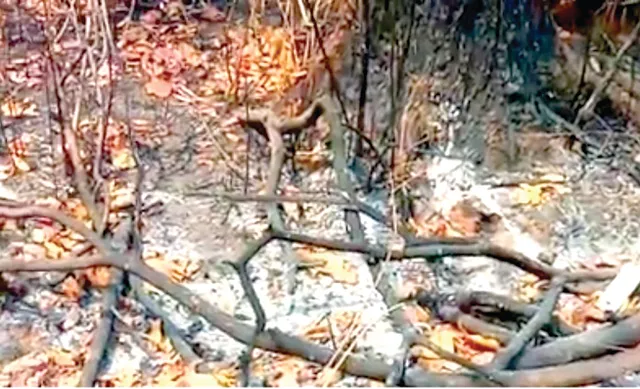 ଅଗ୍ନିକାଣ୍ଡରେ କଳିଙ୍ଗା ଘାଟି ଶ୍ରୀହୀନ, ଶ୍ମଶାନର ଭ୍ରମ ସୃଷ୍ଟି କରୁଛି ସମଗ୍ର ଜଙ୍ଗଲ