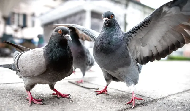 କଥା-ଫରୁଆ : କଂସାରି ଘରର ପାରା