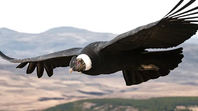 ଖୋଲା ଝରକା : ଡେଣା ନ ହଲାଇ ୧୬୦ କିମି ଉଡ଼ିପାରେ କନ୍‌ଡୋର