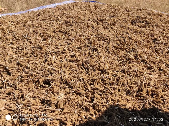 ରାଜ୍ୟ ସରକାର ବିତରଣ କରିବେ ମିଲେଟ୍‌ର ପାରମ୍ପରିକ ବିହନ!