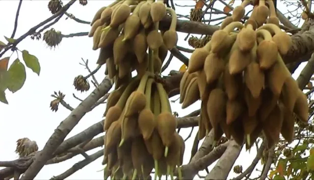 ମହୁଲ ଗୋଟେଇ ଯାଇଥିବା ବେଳେ ସ୍ତ୍ରୀକୁ ହତ୍ୟା କଲା ସ୍ବାମୀ