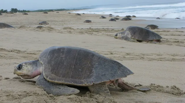 ହାଇକୋର୍ଟରେ ଅଲିଭ୍‌ରିଡ୍‌ଲେ କଇଁଛ ସୁରକ୍ଷା ମାମଲା: ଟ୍ରାନ୍ସପୋଣ୍ଡର୍‌ କ୍ରୟ ପାଇଁ ସାନି ଟେଣ୍ଡର୍‌