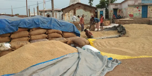 ଧାନ କିଣାରେ ବ୍ୟାପକ ଅନିମିୟତତା ଅଭିଯୋଗ?