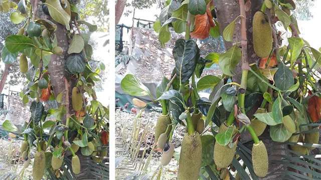 କନ୍ଧମାଳରେ ଏବର୍ଷ ରେକର୍ଡ଼ ଭାଙ୍ଗିବ ପଣସ ଉତ୍ପାଦନ! ଫୁଲବାଣୀରେ ପ୍ରୋସେସିଂ ୟୁନିଟ୍‌ କେବେ?