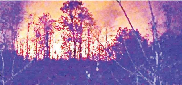 ଆଜି ବିଶ୍ବ ବନ ଦିବସ: ସରକାରୀ ତଥ୍ୟରେ ବଢ଼ୁଛି, ବାସ୍ତବରେ କମୁଛି ପ୍ରାକୃତିକ ଜଙ୍ଗଲ