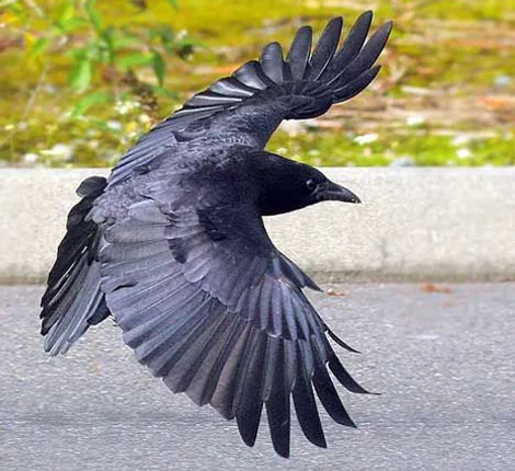 ଡାମରାକୁଆ