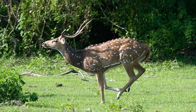 ମାଛଗଡ଼ରୁ ଉଦ୍ଧାର ହରିଣର ମୃତ୍ୟୁ