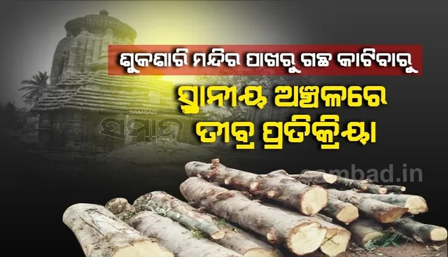 ଶୁକଶାରି ମନ୍ଦିର ପାଖରୁ ବଡ଼ବଡ଼ ଗଛ କାଟିଦେଲା ଏଏସ୍ଆଇ