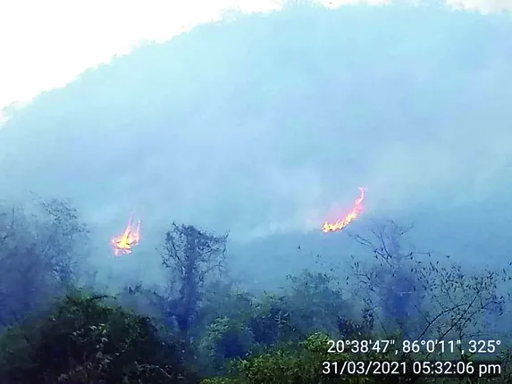 ଛତିଆ : ଜଙ୍ଗଲ ନିଆଁରେ ବହୁଗଛ ଜଳିଗଲା