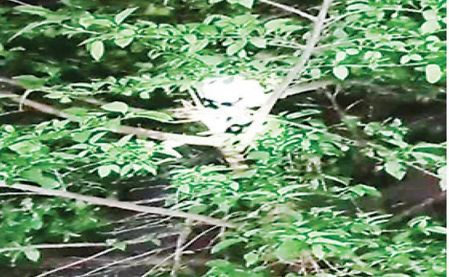 ଗଛ ଉପରେ ଚିତ୍କାର, ଯୁବକ ଉଦ୍ଧାର