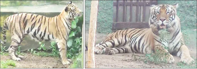 ନନ୍ଦନକାନନରେ ଖେଳିବେ ବାଘ ଶାବକ, ବାଘୁଣୀ ମେଘା ଆସନ୍ନ ପ୍ରସବା