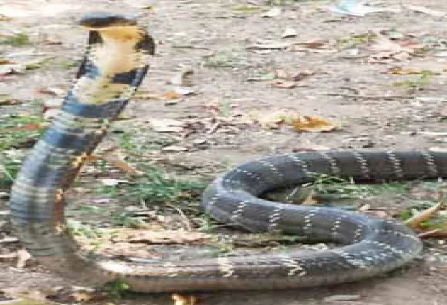 ଜନବସତିମୁହଁା ଅହିରାଜ, ୨ ବର୍ଷରେ ପାତ୍ରପୁର ଅଞ୍ଚଳରୁ ଉଦ୍ଧାର ହେଲେଣି ୧୪