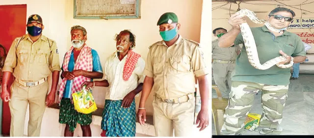 ଅଜଗର ଦେଖାଇ ଭିକ ମାଗୁଥିବା ୨ ଅଟକ