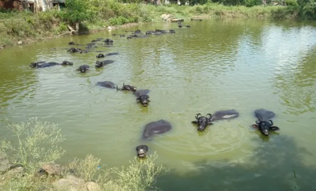 ଗ୍ରୀଷ୍ମ ଦାଉରୁ ରକ୍ଷା ପାଇଁ ଭଞ୍ଜନଗରର ଏକ ପୋଖରୀରେ ମଇଁଷି ପଲ। (ଫଟୋ: ବିଶ୍ବମ୍ବର)