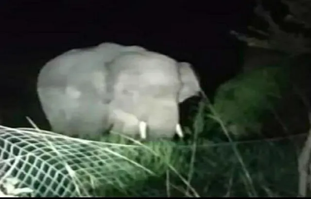 ଫସଲ ଉଜାଡ଼ିଲା ଦନ୍ତା