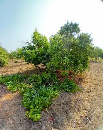 ଆମ୍ବ ବଗିଚା ଉଜାଡ଼ିଲା ହାତୀ