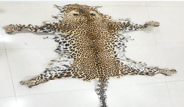 ପୁଣି ଜବତ ହେଲା କଲରାପତରିଆ ବାଘ ଛାଲ, ବୌଦ୍ଧ ମନମୁଣ୍ଡାରୁ ଜଣେ ଗିରଫ