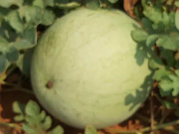 ନାଁ ଆରୋହୀ; ରଙ୍ଗ ହଳଦିଆ ପାଟିକୁ ମିଠା, ଅଁଳାବେଡ଼ା ମାଟିରେ ତାଇୱାନ୍‌ ତରଭୁଜ