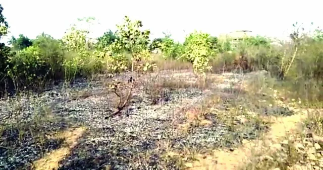 ଧର୍ମଶାଳା : ଜଳିଗଲା ଦେଉଳିପାଳ କାଜୁ ଜଙ୍ଗଲ