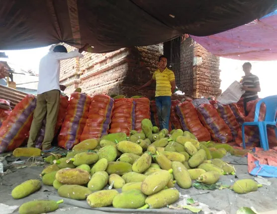 ବଜାରରୁ ଉଭାନ୍ ହୋଇଯିବ ଜଙ୍ଗଲୀ ପଣସ: ପଡୋଶୀ ରାଜ୍ୟରେ ଆଦର, ରାୟଗଡ଼ାରେ ହତାଦର